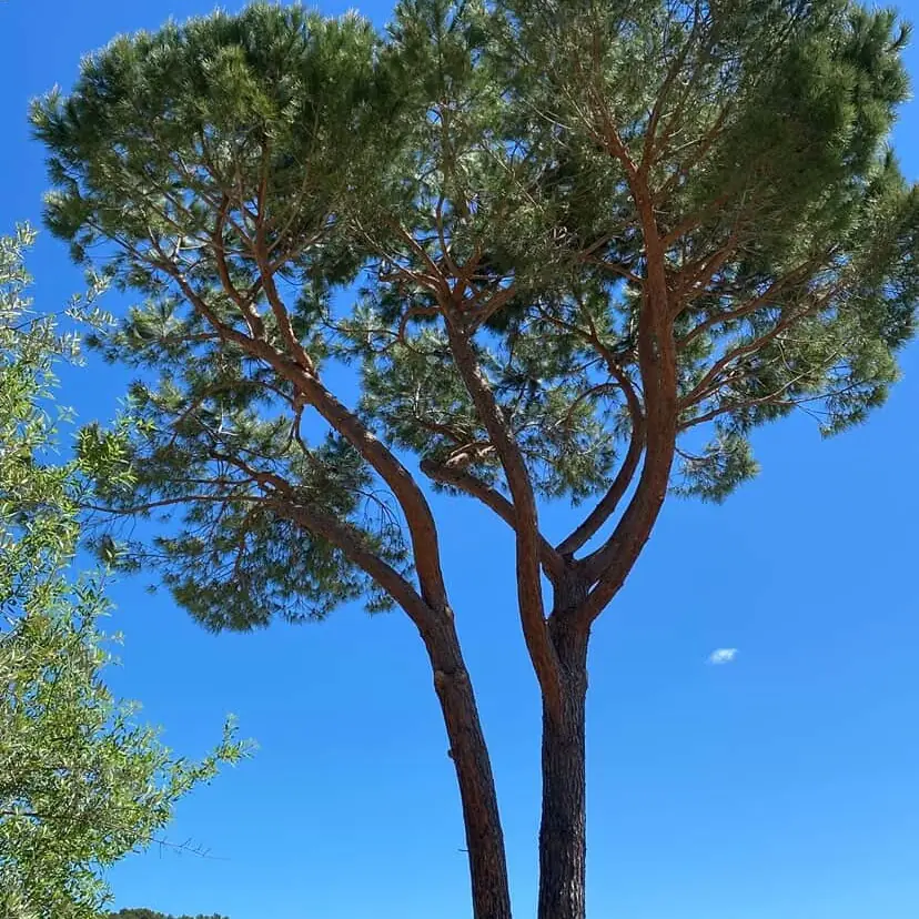Détail paysager du dossier ProvPaysage