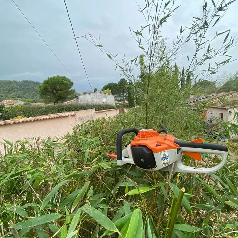 Taille-haie posé dans un massif de bambous rabattus, maisons et collines de Gonfaron en arrière-plan